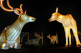 Bernhard Saalfeld - China-Light-Festival 2020 (8v9)